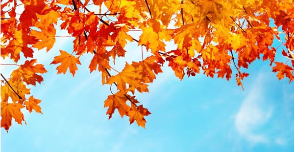 Fall Is In The Air!